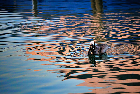 Pelican in Colorful Water Pattern