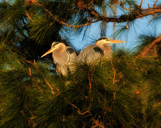 Great Blue Heron Backyard Nest
