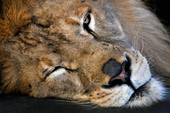 Lion sleeping with one eye open