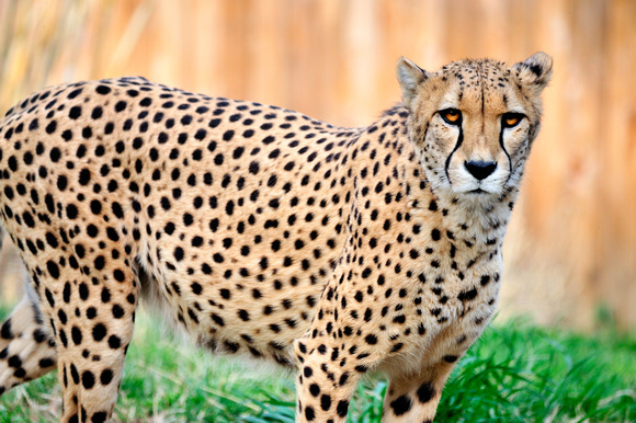Cheetah National Zoo