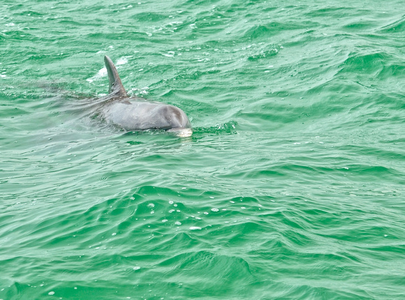dolphin clearwater beach