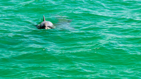 Dolphin Clearwater Beach