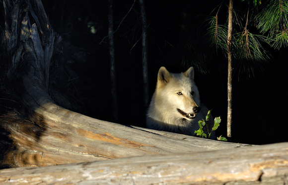Timber wolf in forest