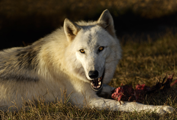 Timber Wolf Guarding Food