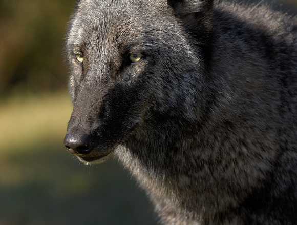 Timber Wolf Closeup