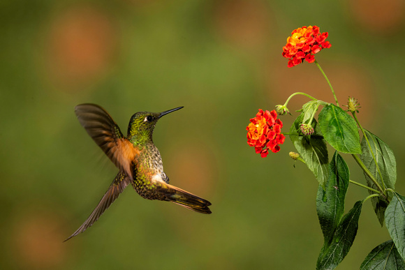 Fawn-breasted Brilliant (Heliodoxa rubinoides and   Rufous-taile