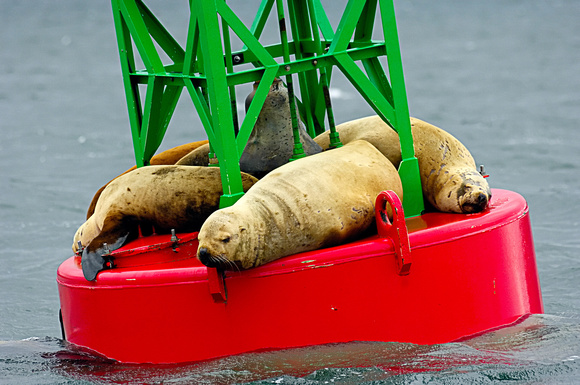 Seals Hanging At The Buoy