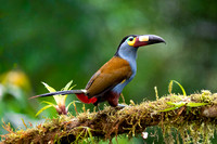 plate-billed mountain toucan (Andigena laminirostris)