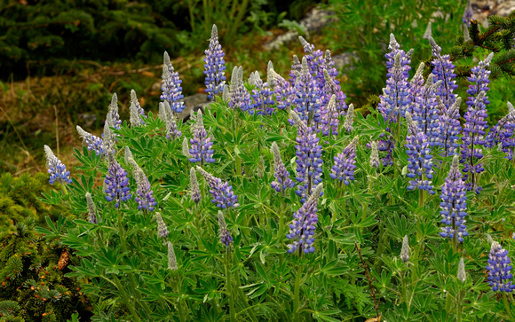Flowers Alaska