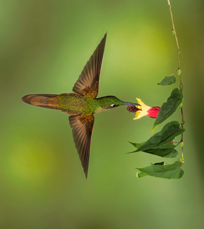 Buff-tailed Coronet Hummingbird