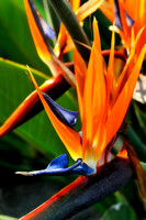 Bird of Paradise Flower Kauai