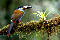 plate-billed mountain toucan (Andigena laminirostris)