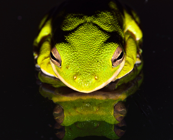 Tree frog on glass