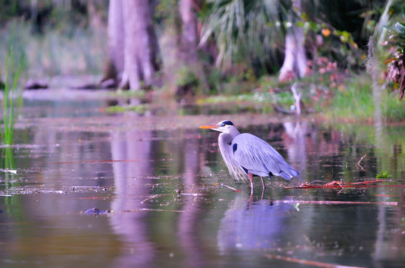 Great Blue Heron Lake Tarpon Florida