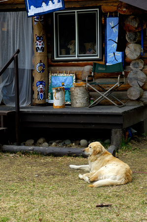 Dog and Alaskan Cabin