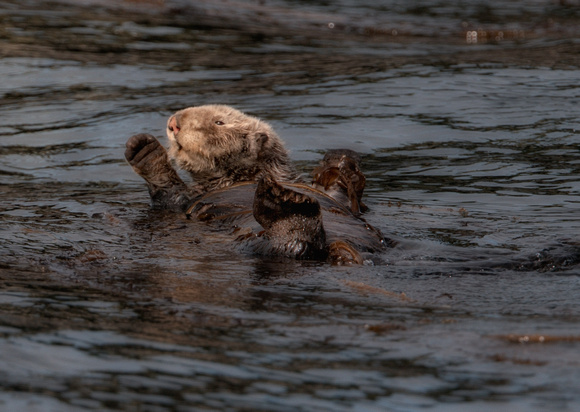 Sea Otter Afognak Island Alaska