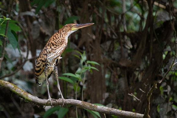 rufescent tiger heron (Tigrisoma lineatum) is a species of heron