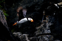 Puffins