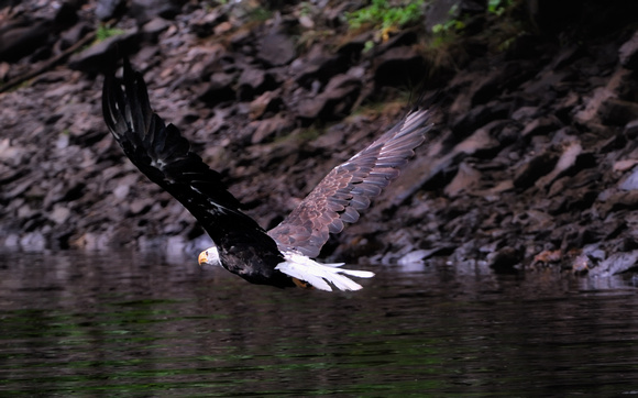 American Bald Eagle Fishing Afognak Island