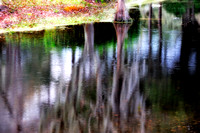Florida Cypress Reflections