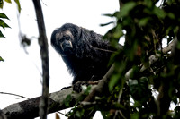 Rio Tapajós saki or Gray's bald-faced saki[3] (Pithecia irrorat