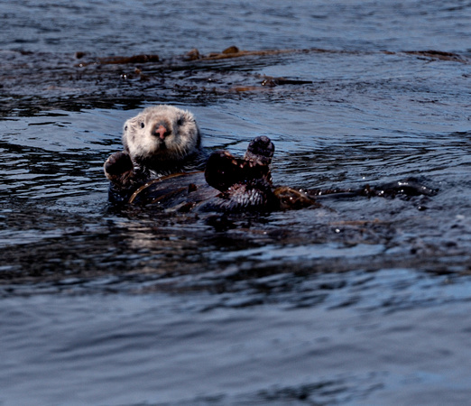 Sea Otter Floating With Kelp Afognak Island Alaska