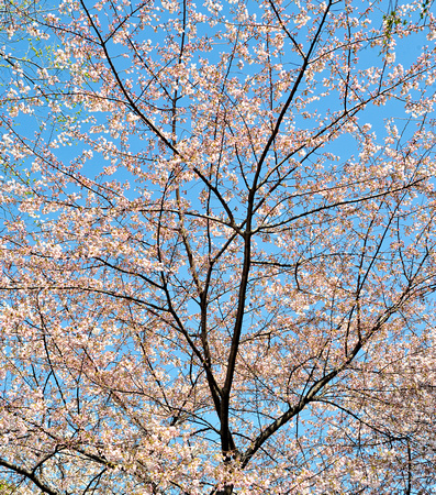 Cherry blossum Washington DC