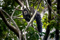 Rio Tapajós saki or Gray's bald-faced saki[3] (Pithecia irrorat