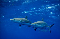 Caribbean Reef Shark: Carcharhinus perezi