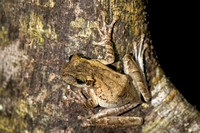 frog Peruvian Amazon Rainforest