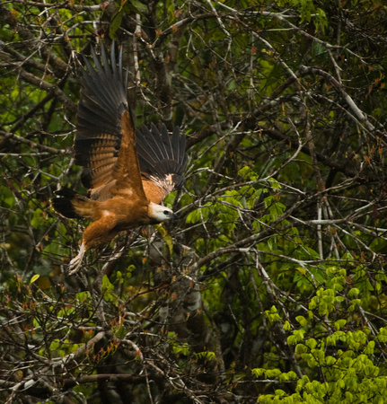 Hawk Peruvian Amazon