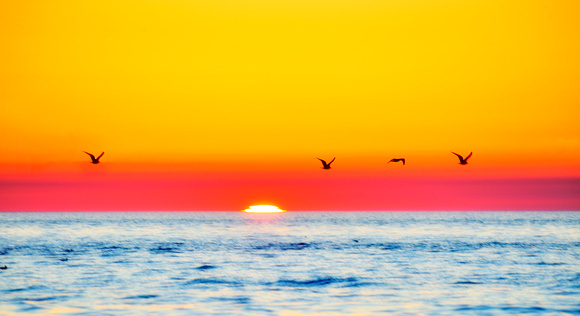 Clearwater Beach Sunset w Birds