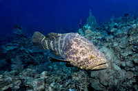 Goliath Grouper Cuba 2024