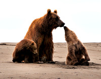 Alaska Brown Coastal Bear with Cubs