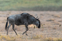 Wildebeest Kenya Amborseli