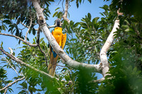 Blue and Yellow Macaw Amazon Rainforest