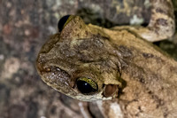 frog Peruvian Amazon Rainforest