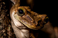 frog Peruvian Amazon Rainforest