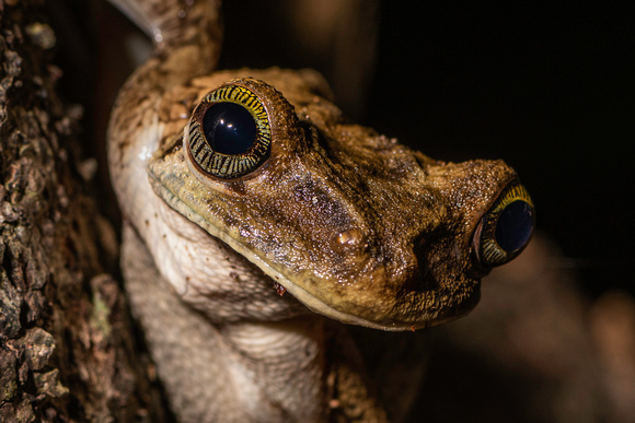 frog Peruvian Amazon Rainforest