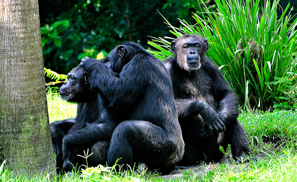 Chimpanzees Grooming Group Behavior