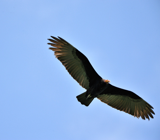Turkey Vulture Peruvian Amazon Rainforest