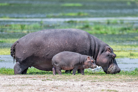 HIppopotamus, Hippo Kenya