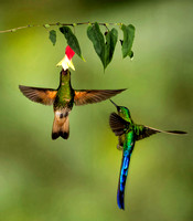 Ecuador Hummingbirds, Toucans and more