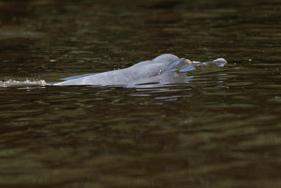 Amazon river dolphin, also known as the pink river dolphin or b