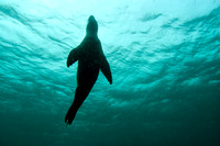 Galapagos Scenes