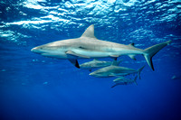 Caribbean Reef Shark: Carcharhinus perezi