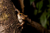 frog Peruvian Amazon Rainforest