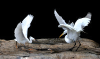 Heron and Egrets Florida