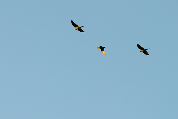 Macaws Flying Peruvian Amazon Rainforest
