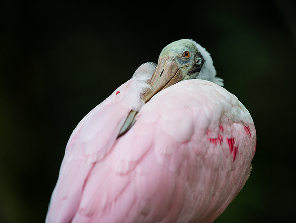 Spoonbill